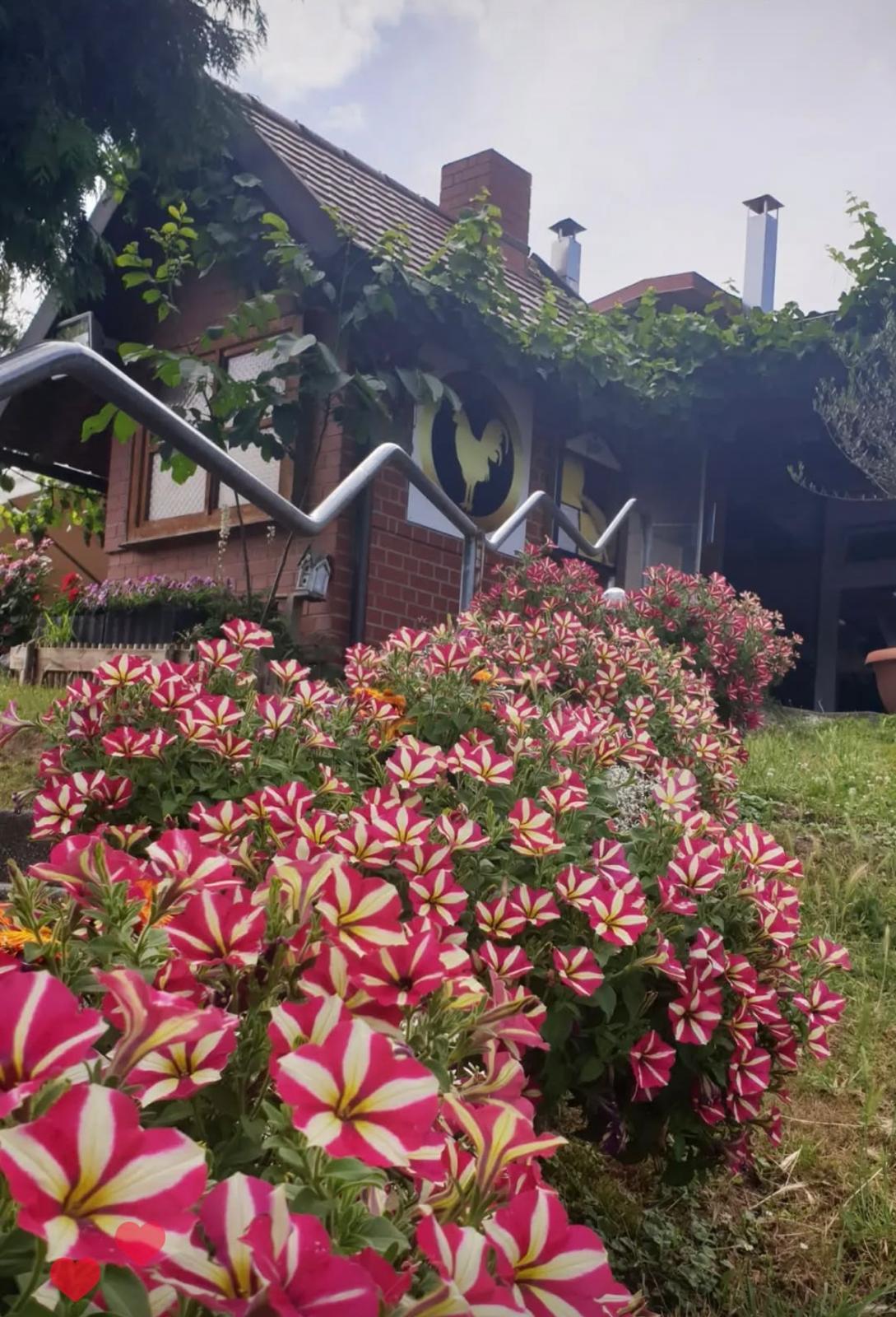 Restaurant Picok mit Blumenterrasse direkt an den Mainwiesen